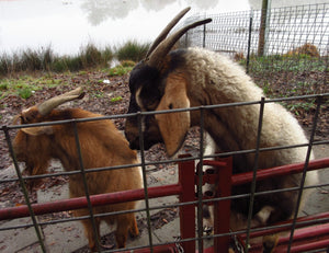 Say hello to the goats