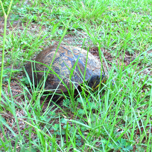 Turtle sighting