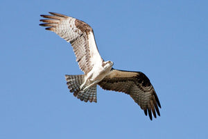 The Osprey is back!