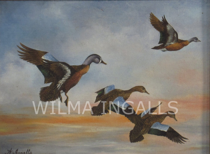 Blue wing teal